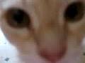 Meower Cat