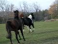 McNaughton Horses Running McNaughton Horses Running