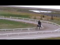 Hestar. Horses.
