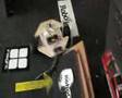 IQNet Tubevision - Cucabots
