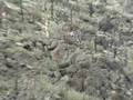 Battle of Mt. Suribachi Part 2