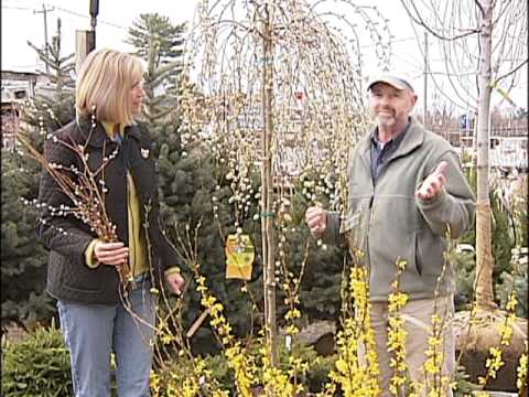 how to replant forsythia