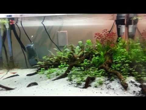 how to grow algae for otocinclus