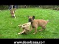 Malinois Puppy Heavenly