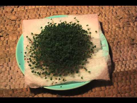 how to harvest chia seeds