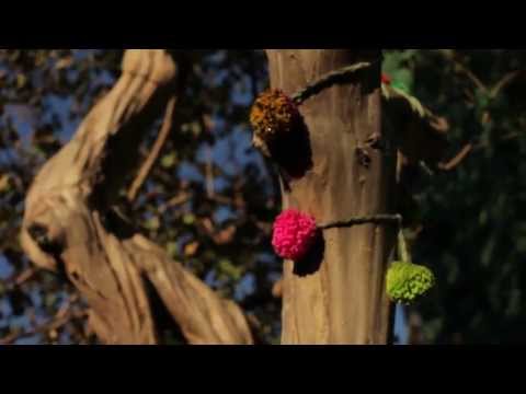 Assista ao vídeo.