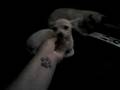 Little doggies!