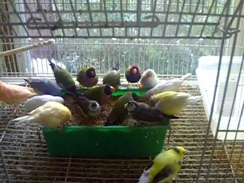 how to cure zebra finches