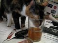 zoe drinking iced tea.