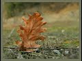 Tonika - Kade si
