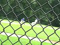 Bronxville Baseball a Stolen base