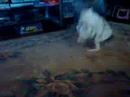 Hootie the Rat Terrier Loves Hannah Montana!!