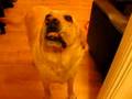 Labrador Retriever video