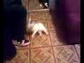 Funny cat