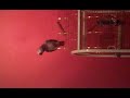 طوطی که فارسی حرف می زند -  My persian parrot