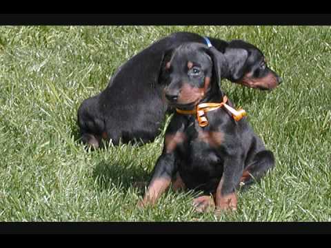 AKC Male doberman puppies for doberman puppies for sale. AKC Male doberman puppies for