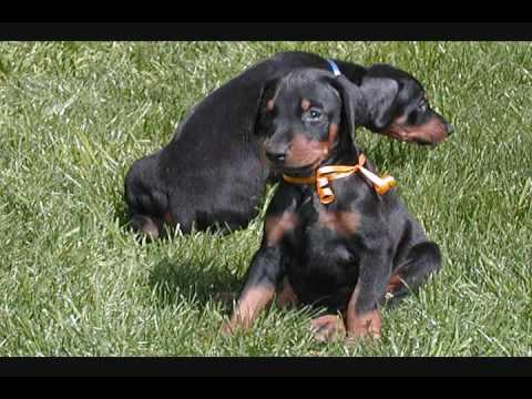 doberman puppies for sale. AKC Male doberman puppies for