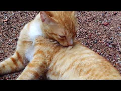 Why do cats lick themselves after you pet them |  why cats spend a lot of time grooming themselves