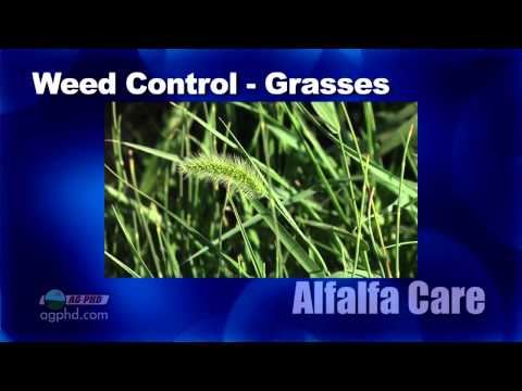 how to fertilize alfalfa