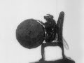 The Acrobatic Fly (1910)