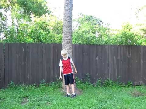 how to transplant mexican fan palm