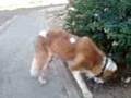 Large Dog 2