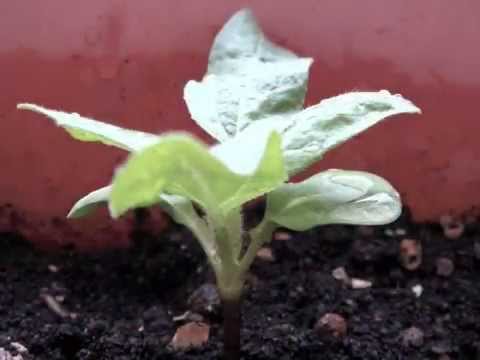 how to transplant dwarf sunflowers