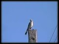 Tenca (Mimus Thenca)