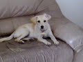 going To Get The million dollar dog in that big Web site promo cashflow...
