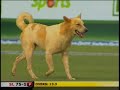 Dog stops play Dog stops play