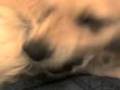 videos de Inka Sssssnake