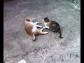 I miei tesori che giocano I miei tesori che giocano