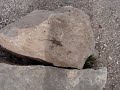 Lizards at the Grand Canyon