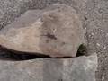 Lizards at the Grand Canyon