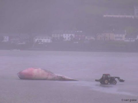 fin whale