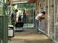 CRIADERO SELK'NAM'S  KENNEL CHILE ( CANILES)