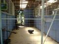 videos de CRIADERO SELK'NAM'S  KENNEL CHILE ( CANILES)