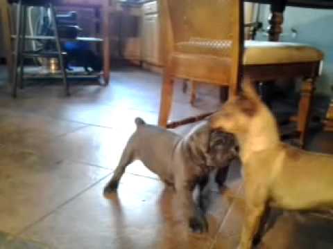Stormy blue female playing