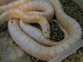 Cornsnake eggs.....