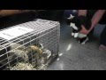 Wild raccoon barks at cat