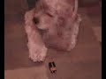 dudley vs. duracell