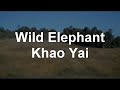 Wild Elephant in Khao Yai