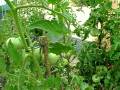 videos de Casa Rural Urbasa Urederra NÂº 177 -  Mata Tomate 2 -Agroturismo Navarra - 19 - 28296