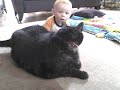 Gavin Crawls