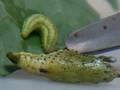 videos de Cabbage White Pupa And Green Caterpillar