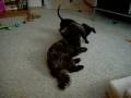 videos de Dogbook Movie: Ruby and Buddy Wrestling in Silence!