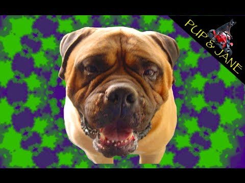 bullmastiff