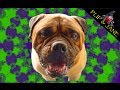 Bullmastiff dog tricks #2 says momma he's a funny boy