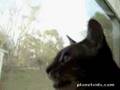 Gato k ladra :o