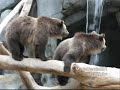 Grizzly Bear